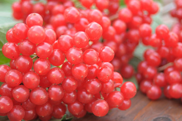 red viburnum on a wooden table
