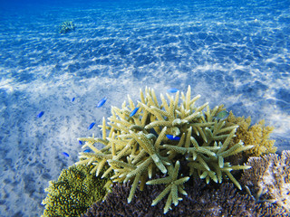 Naklejka na ściany i meble Tropic seashore landscape underwater photo. Coral reef animal. Sea nature.