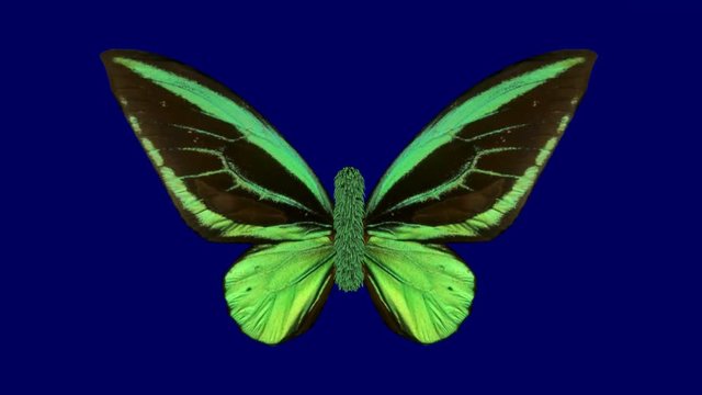 Vibrant Green butterfly in slow motion , stylized 3d animation . Ornithoptera priamus, Front view. Hairy body