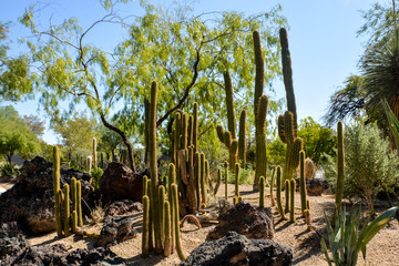 Cactus Garden, Henderson, Las Vegas