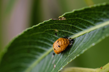 Harlequin ladybird larvae resting on a green leaf