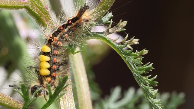 Caterpillar of the rusty tussock moth on Achillea