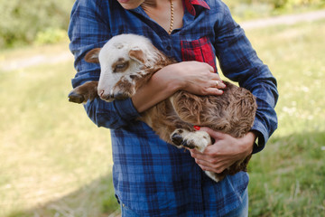 a woman holds a lamb on her hands  breeding and sheep breeding farm  a young woman of European appearance carries a small lamb on her hands