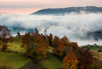 orchard with red foliage in foggy mountains. gorgeous rural autumn scenery at dawn