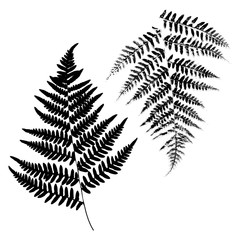 Silhouettes of a fern. Black on white background. Vector illustration.