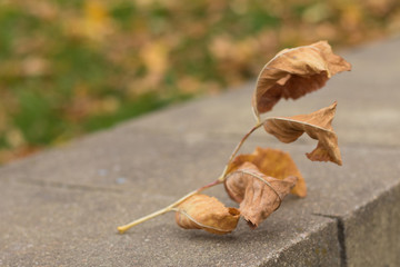 fallen yellow leaves on stones