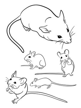 Mice line art 01. Good use for symbol, logo, web icon, mascot, sign, or any design you want.