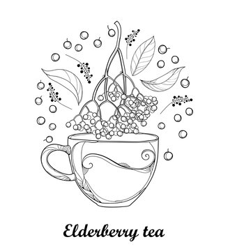 Vector cup of Sambucus nigra or black elder or elderberry tea, outline bunch, berry and leaves isolated on white background. Elderberry drawing in contour style for autumn design and coloring book.