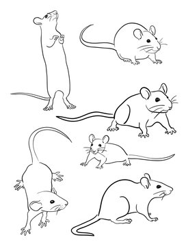 Mice line art 04. Good use for symbol, logo, web icon, mascot, sign, or any design you want.