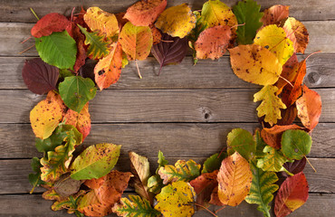 Yellow red and orange leaves are laid out with a frame on a wooden background