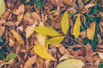 Colorful background of fallen autumn leaves