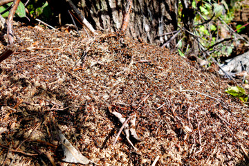 Anthill