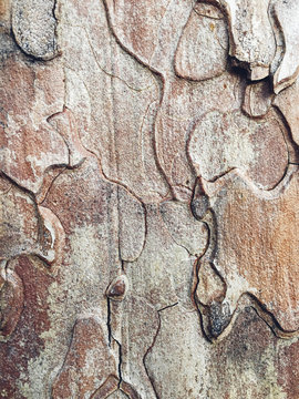 Close up of bark from Ponderosa pine tree