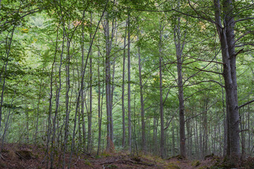 bosco denso, percorso nel verde  pieno di alberi, parco nazionale monti della laga cesacastina crognaleto, provincia di teramo italia abruzzo