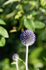 thistle blue on a background of green leaves
