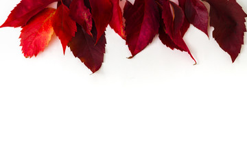 Red leaves on top. Red, autumn leaves along on white background. Template for use in projects. Patterns of leaves. Good for magazines, books, notes.