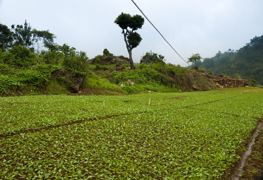 Field planted with organic radish in Zunil, Quetzaltenango, Guatemala.