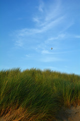 Eine Möwe fliegt über Strandhafer in den Dünen der Nordseeküste