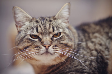 Portrait of an angry striped cat.