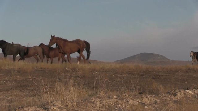 Wild Horses in the Utah Desert