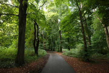 Fototapeta premium Late summer in a forest in Wales