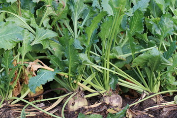 Zuckerrüben (Beta vulgaris) auf einem Zuckerrübenfeld