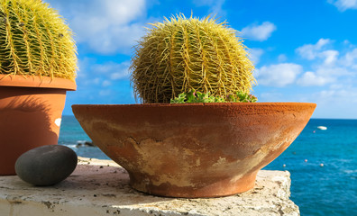 Cactus junto al mar