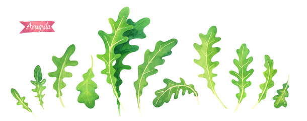 Fresh Arugula leaves isolated on white watercolor illustration 