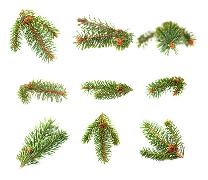 set branch of christmas trees isolated