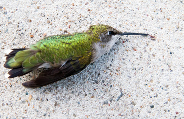 Fallen Green Hummingbird