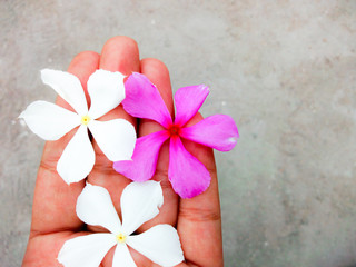 White and purple frangipani flower on hand