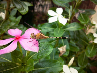 Dragonfly on pink frangipani flower