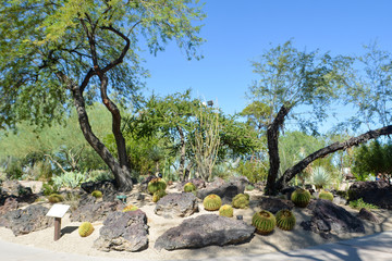 Obraz na płótnie Canvas Cactus Garden, Henderson, Las Vegas