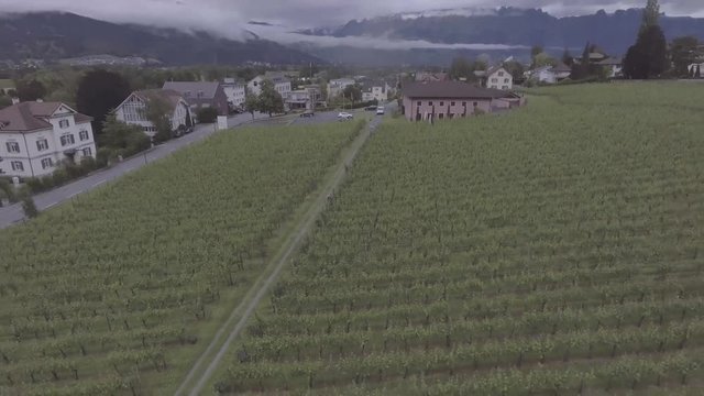 Lichtenstein Drone Over Vineyard