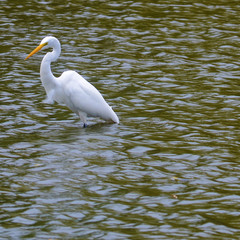 Common Egret fishing in shallows