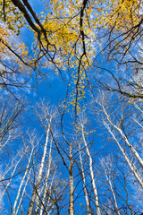 Poplar crown on blue sky in autumn