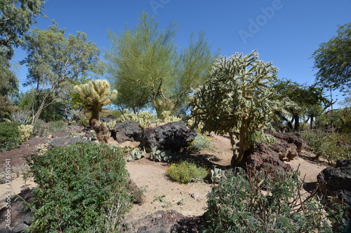 Cactus Garden Katus Garten Henderson Nv Stockfotos Und