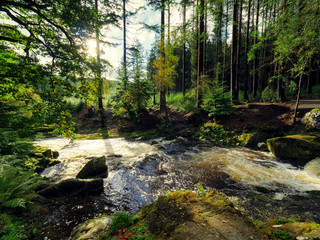 Mountain stream in green forest at Autumn time