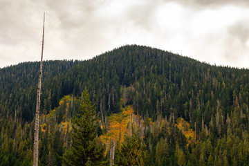 Fall descends on a mountain side with autumn colors and evergreen trees