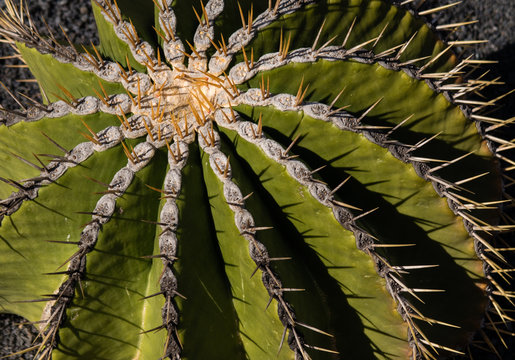 Texturas del cactus.