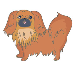 Pekingese