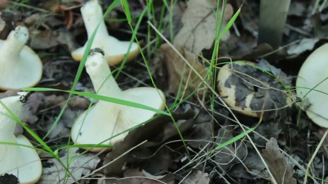 Fresh cut mushrooms with knife lie on the grass. Mushroom picking mushrooms in forest under layer of green grass and dry leaves
