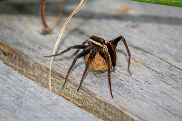 Gerandete Jagdspinne