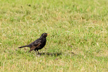 Scruffy male blackbird on a grass lawn in summer