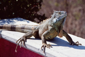 iguana