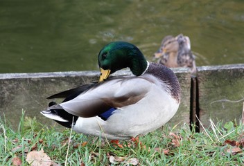 Mallard wild duck male drake on water cleaning itself
