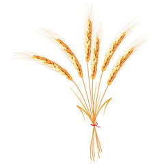 Fototapeta premium Golden wheat ears bandaged with red ribbon isolated on white background. Set of wheat ears. Background for farms and bakeries. Collection of elements for print products, web decor or other design.