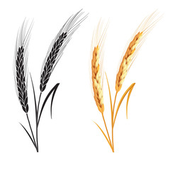 Black and gold wheat ears isolated on white background. Set of wheat ears. Background for farms and bakeries. Collection of elements for company logos, print products, web decor or other design.