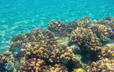 Coral reef and sand seabottom. Tropical seashore inhabitants underwater photo.