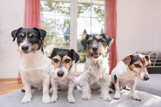 Jack Russell Terrier - 4 Hunde sitzen auf dem Sofa 